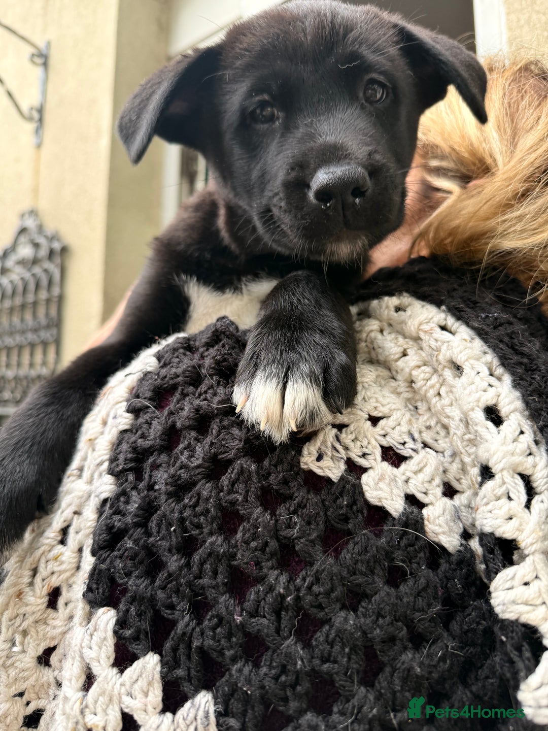 Mixed Breed dogs for sale: Labrakita - Image 9