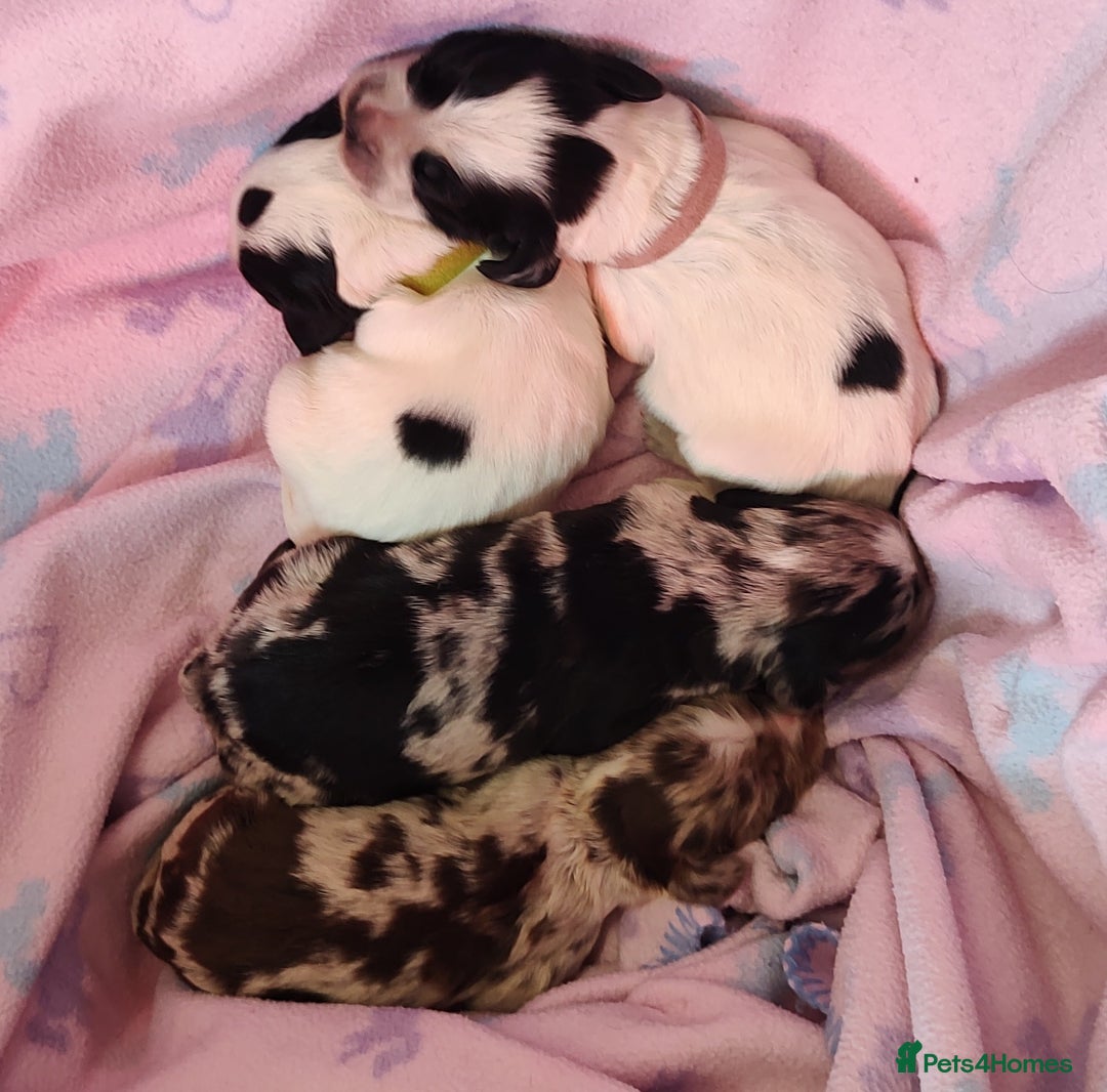 Sprocker dogs for sale: STRIKING SPROCKER SPANIEL PUPPIES  - Image 18