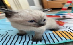 Mixed Breed cats for sale: Mixed breed kitten  - Image 1