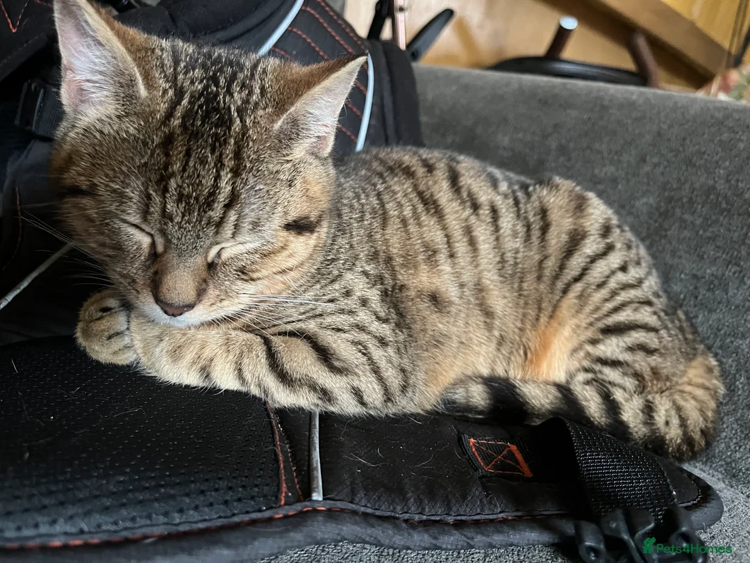 Bengal cats for sale: Bengal kittens  - Advert 4