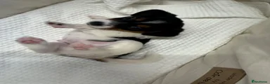 Jack Russell 3