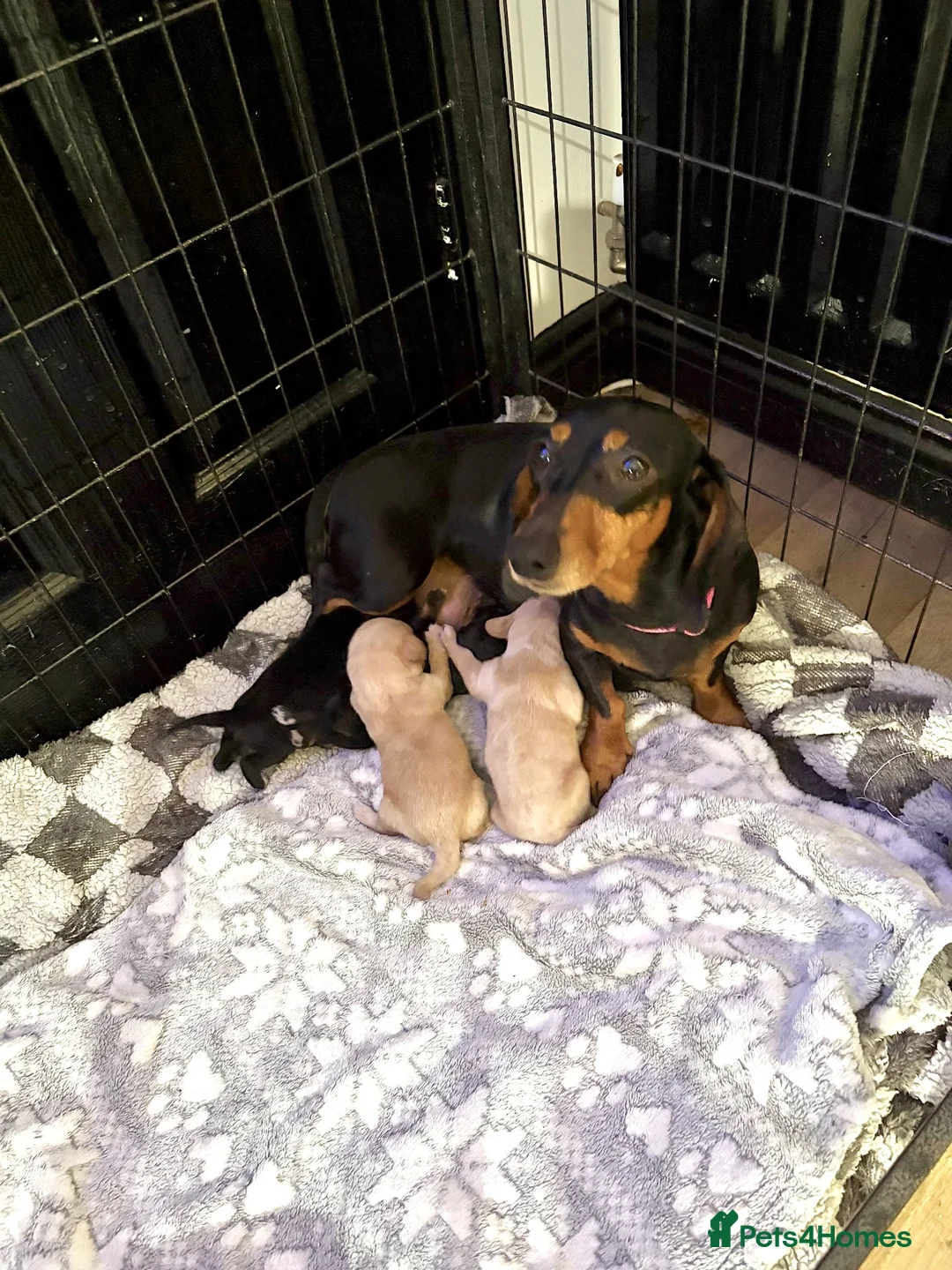Mixed Breed dogs for sale: Dachshund cross puppies  - Advert 1