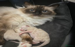 Ragdoll cats for sale: 6 ragdoll kittens  - Image 10