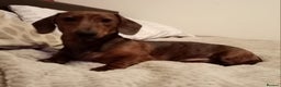 Miniature Dachshund dogs for sale: Miniature dachshund  - Advert 5