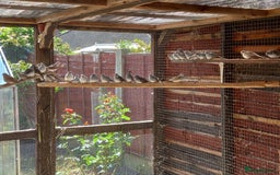 Doves birds for sale: Diamond doves, £10 each, sandbach  - Image 2