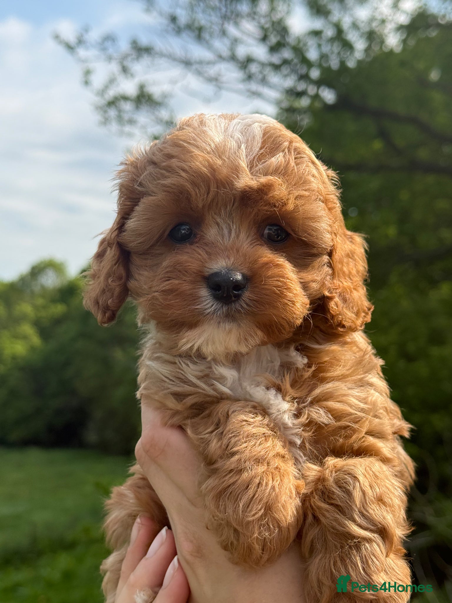 Cavapoo dogs Stunning F1 Red Cavapoo Girls ready now  - Advert 2