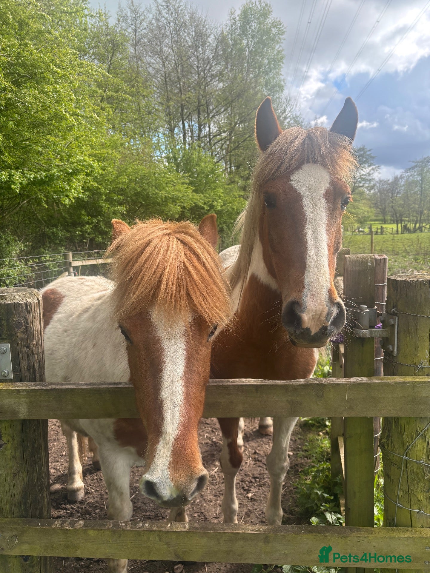 Dartmoor horses Mother and Daughter Ponies - Advert 8