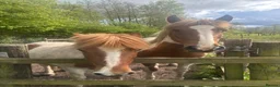 Dartmoor horses for sale: Mother and Daughter Ponies in Birmingham - Advert 1