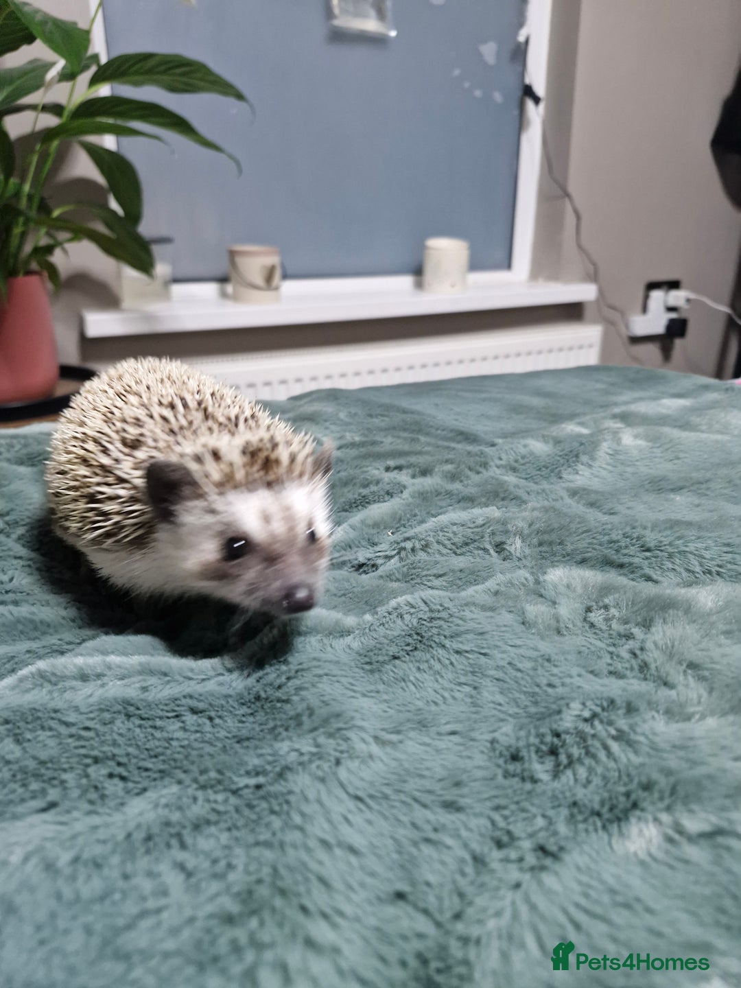 Pygmy Hedgehog rodents for sale: Pygmy Hedgehog  - Advert 1