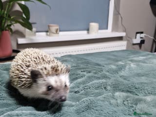 Pygmy Hedgehog rodents Pygmy Hedgehog - Advert 15