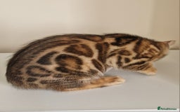 Bengal cats for sale: Stunning Glittered Pedigree Benga kittens  - Image 28