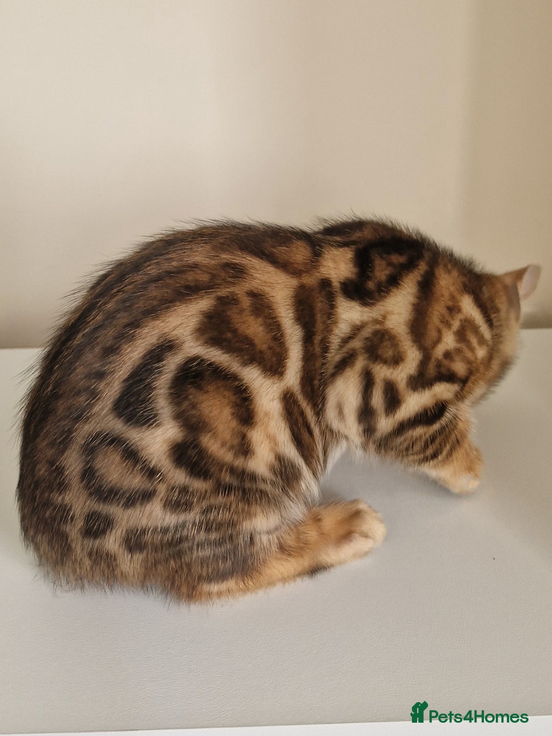 Bengal cats for sale: Stunning Glittered Pedigree Benga kittens  - Image 28