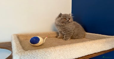 British Longhair cats - Advert 2