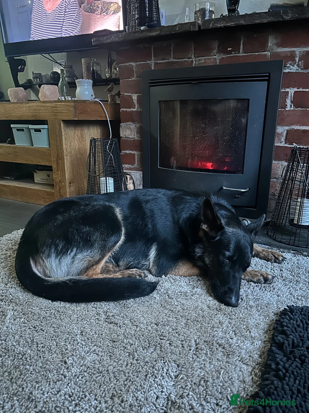 German Shepherd dogs for sale: 11 adorable bouncy German Shepard puppies  - Advert 40