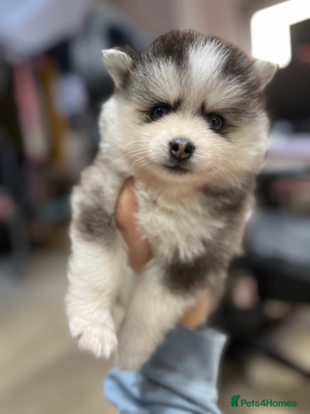 Pomsky dogs for sale: F4 Toy Pomsky Puppies - Advert 10
