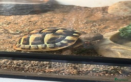 Tortoise reptiles for sale: Hermann’s Tortoise with Full Setup  - Image 4