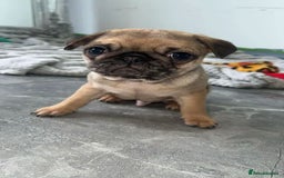 Pug dogs for sale: PUG PUPPYS READY TO GO !!!! - Advert 11