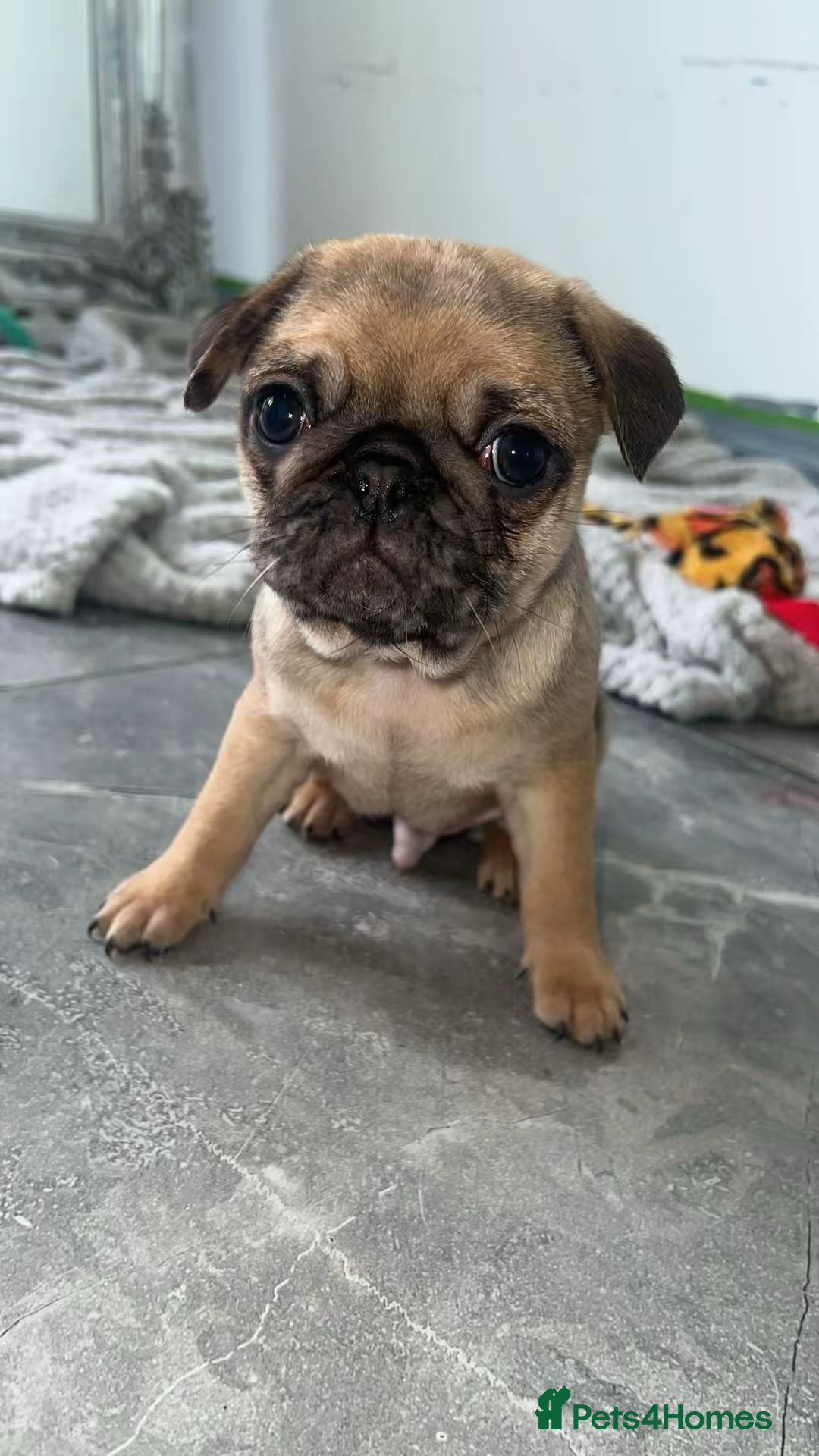 Pug dogs for sale: PUG PUPPYS READY TO GO !!!! - Advert 11