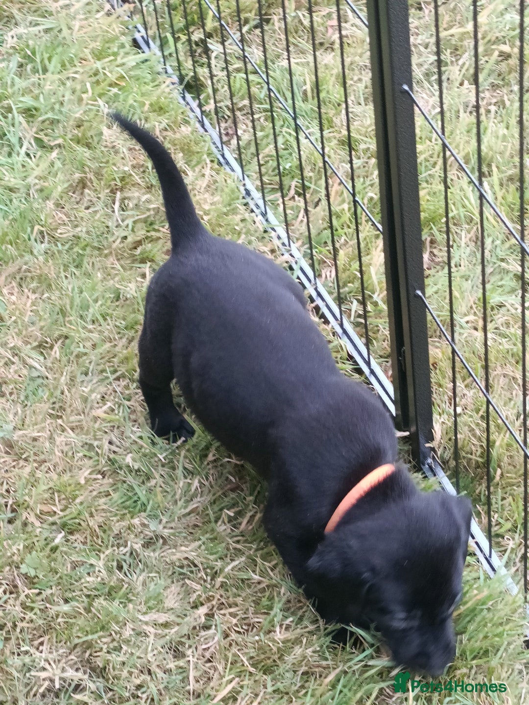 Labrador Retriever dogs for sale: Gorgeous Labrador puppies for sale  - Image 13
