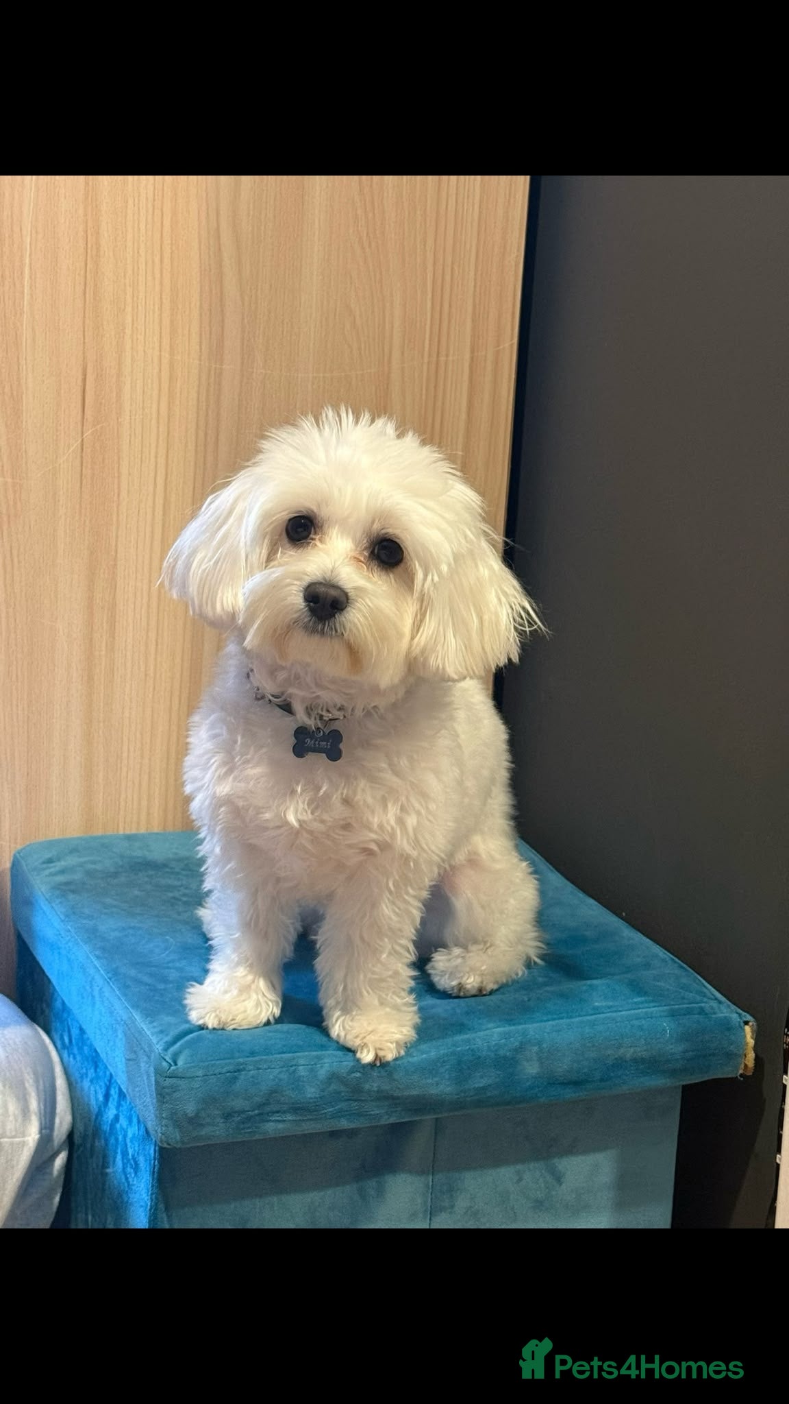 Maltese dogs Beautiful Bichon Maltese Puppies-1st Family Litter - Advert 1