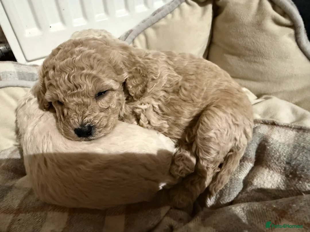 Maltipoo dogs for sale: Ready this week 🧸 - Advert 34