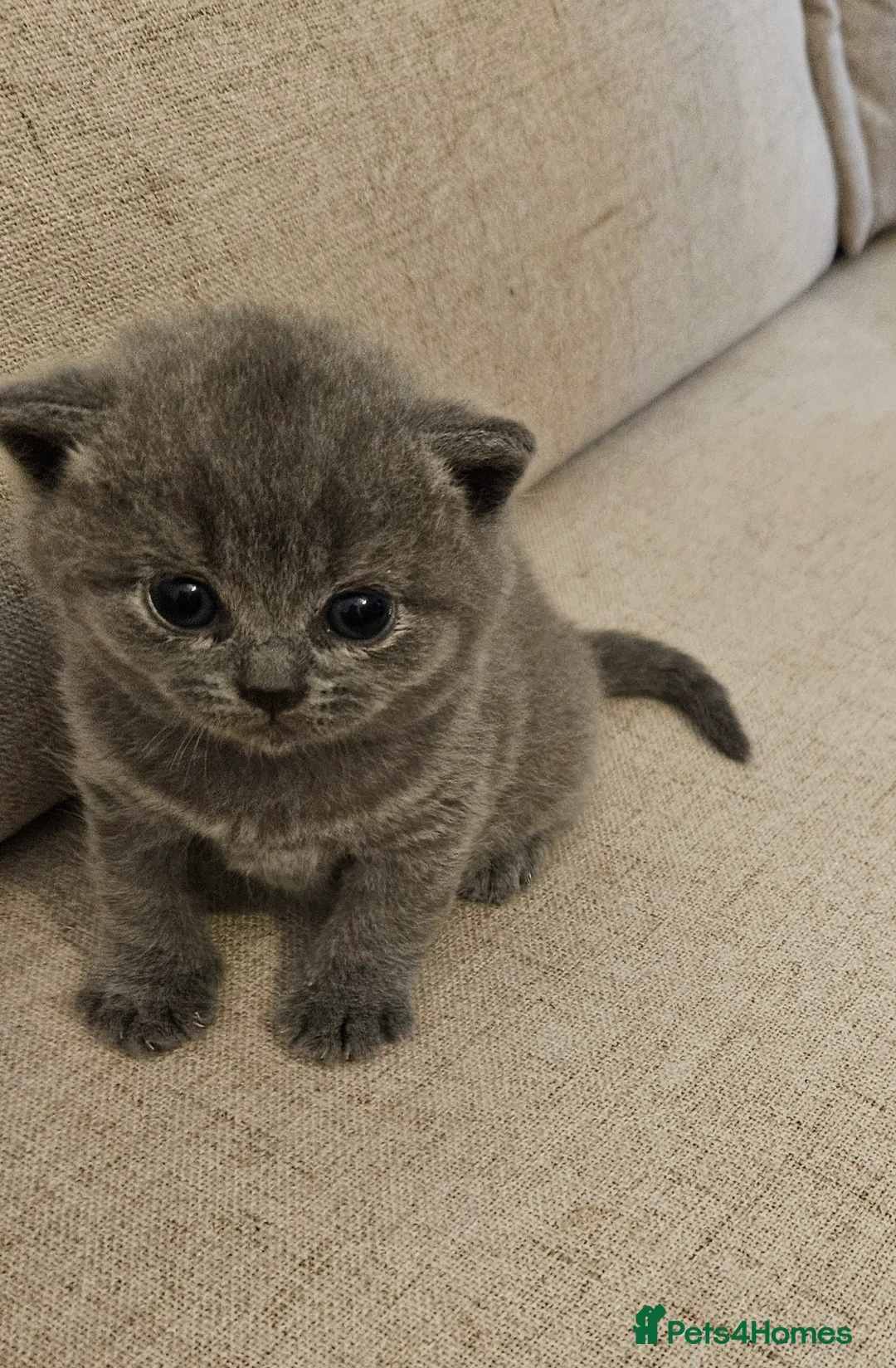 British Shorthair cats for sale: British Shorthair Kittens GCCF - Advert 6