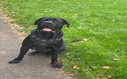 Cane Corso dogs for sale: Adult Jet Black Cane Corso (Rehome). No fee.  - Image 1