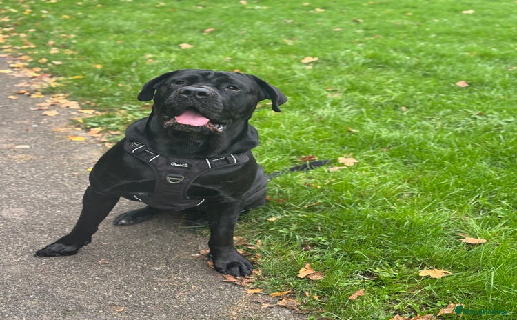 Cane Corso dogs - Advert 2