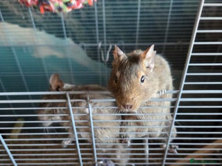 Degus rodents 2 x male degus - Advert 1