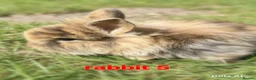 Mini Lion Lop rabbits for sale: 5 mini lion Lops ready to leave 23rd October - Advert 5