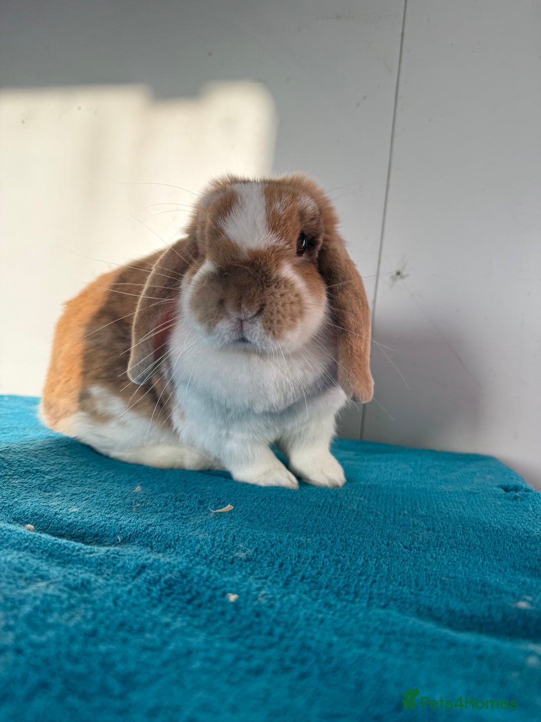 Mini Lop rabbits for sale: Adult female mini lop rabbit  - Advert 2