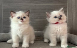 Ragdoll cats for sale: Attention🎈Rare Kitten  - Image 17