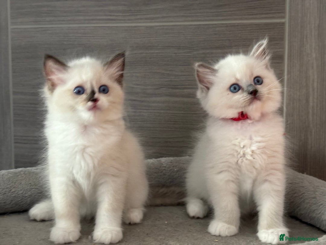 Ragdoll cats for sale: Attention🎈Rare Kitten  - Image 17