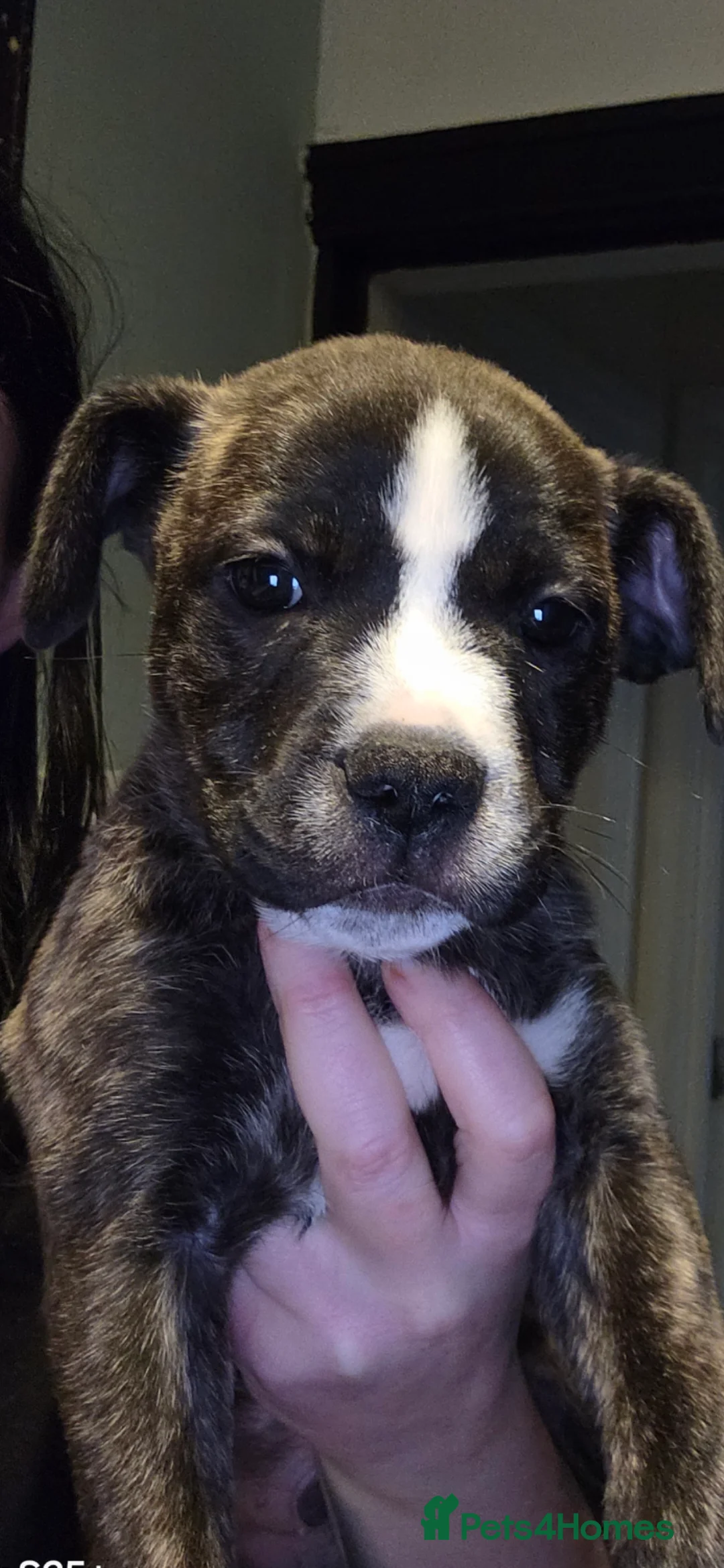 Mixed Breed dogs for sale: cane course + staffy  - Advert 9