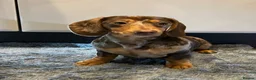 Miniature Dachshund dogs for sale: Lovely Miniature Dachshund Puppy’s Ready Now in Beaconsfield - Advert 1