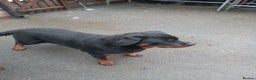 Rottweiler dogs for sale: Kc reg Rottweiler Bitch - Advert 3
