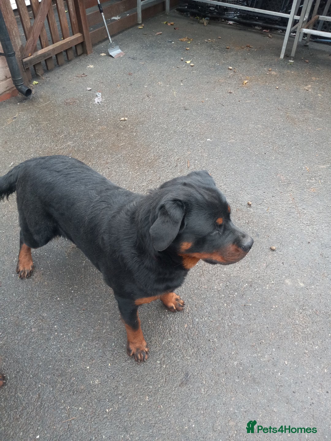Rottweiler dogs for sale: Kc reg Rottweiler Bitch - Advert 3