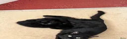 Mixed Breed cats for sale: 2 beautiful black kittens! - Advert 7