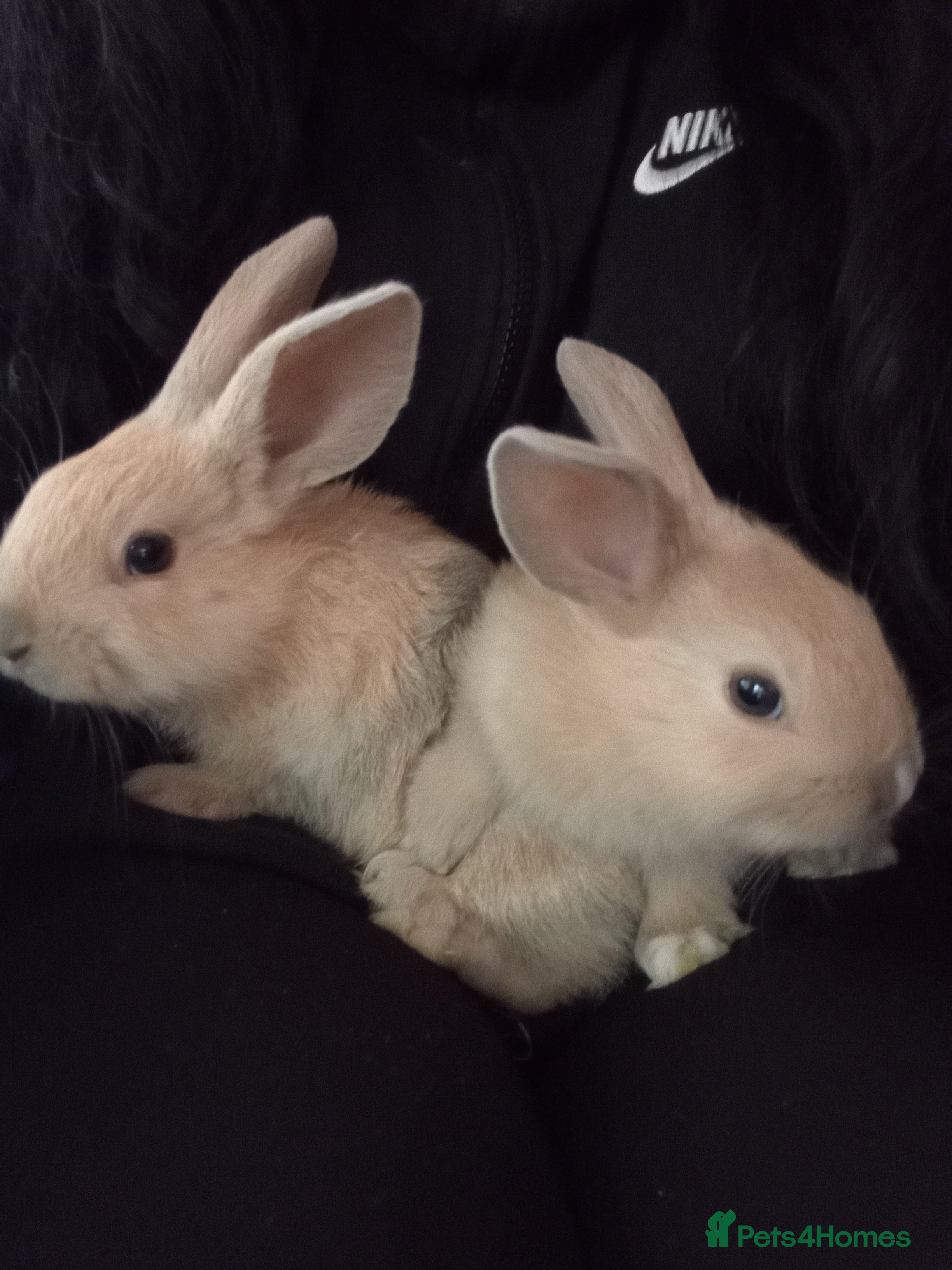 Mixed Breed rabbits Baby bunnies for sale will be 8 weeks 1st April  - Advert 2