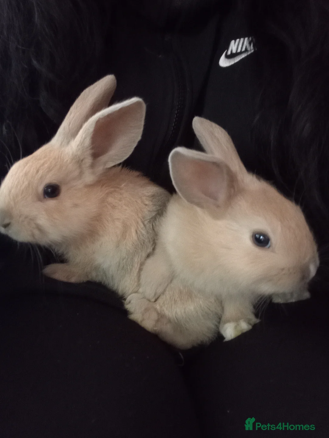 Mixed Breed rabbits for sale: Baby bunnies for sale will be 8 weeks 1st April  - Advert 1