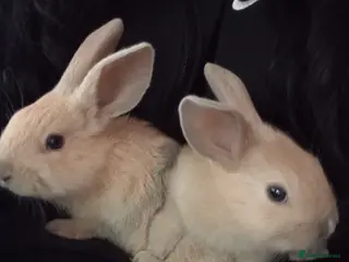 Mixed Breed rabbits Baby bunnies for sale will be 8 weeks 1st April - Advert 2