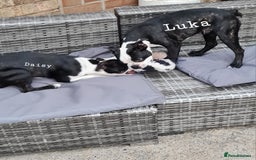 Boston Terrier dogs for sale: Need home,s ASAP  - Image 11