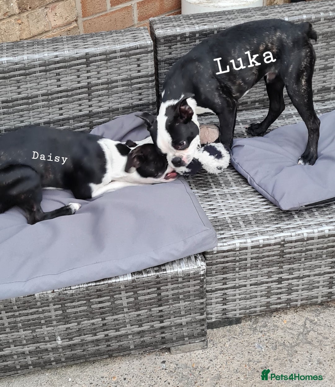 Boston Terrier dogs for sale: Need home,s ASAP  - Image 11