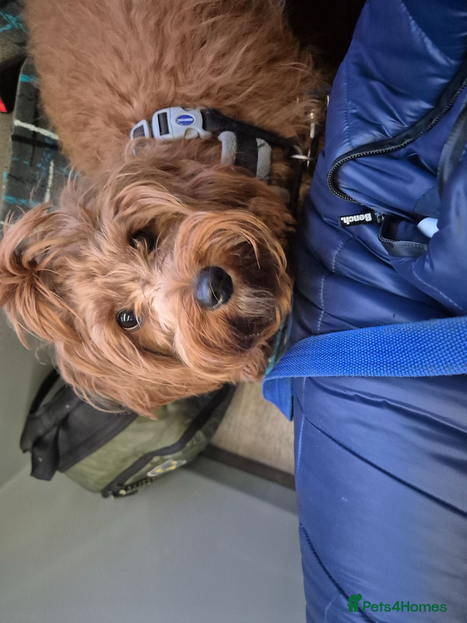Cavapoo dogs Beautiful litter ❤️❤️ - Advert 11