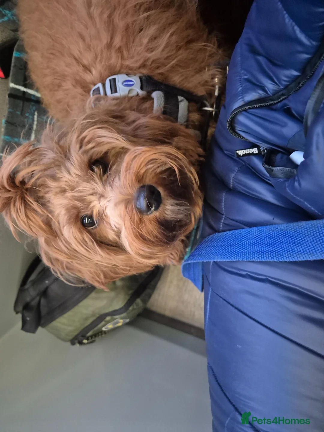 Cavapoo dogs for sale: Beautiful litter ❤️❤️ - Advert 1