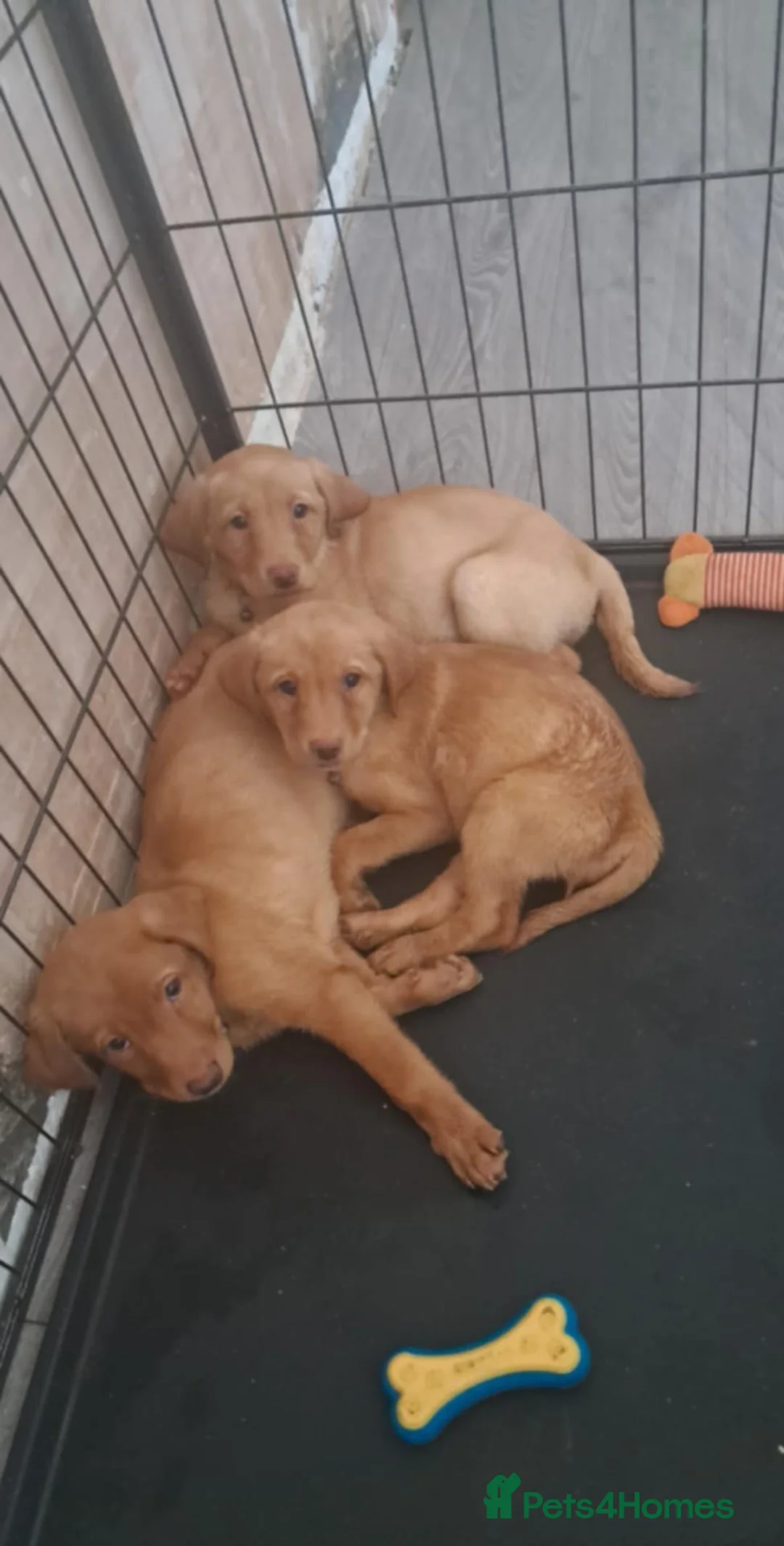 Labrador Retriever dogs for sale: Labrador puppies  - Advert 3