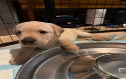 Labrador Retriever dogs for sale: Labrador Love Nuggets - 7 left - Image 5