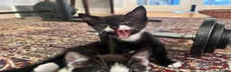 Mixed Breed cats for sale: Playful and confident kittens - Advert 5