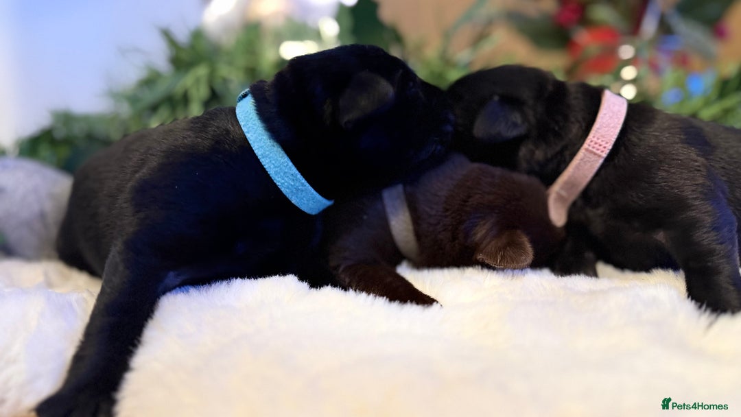 Labrador Retriever dogs for sale: Labrador puppies   - Advert 5