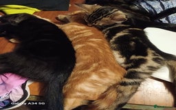 Mixed Breed cats for sale: 4 stunning kittens looking for their forever home. - Image 14